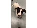 Adopt SAUSAGE a Border Collie, Pointer