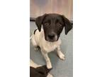 Adopt BRATWURST a Border Collie, Pointer