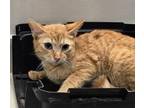 Adopt TED a Domestic Short Hair