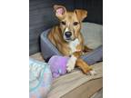 Adopt HERCULES a Pit Bull Terrier