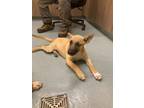 Adopt OAT a Black Mouth Cur, Labrador Retriever