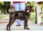 Adopt MIKE a Poodle, Labrador Retriever