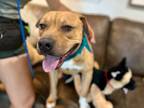 Adopt Marcus Aurelius Russell a Pit Bull Terrier, Boxer