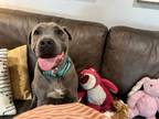 Adopt Clint Ark the Cutie Patootie a American Staffordshire Terrier
