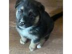 Adopt Chelsea's Pup 1 (Chuck) a Terrier, Shepherd