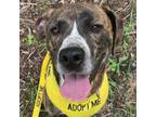 Adopt Tic Tac a Pit Bull Terrier