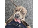 Adopt Blooper a Pit Bull Terrier