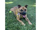 Adopt JR a Pit Bull Terrier, Mixed Breed