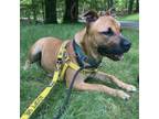Adopt JR a Pit Bull Terrier, Mixed Breed