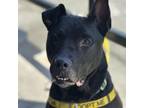 Adopt Onyx a Pit Bull Terrier