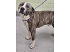 Adopt Cyborg a Pit Bull Terrier, Mixed Breed