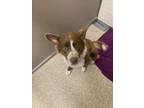 Adopt SCHMIDTY a Australian Shepherd, Mixed Breed