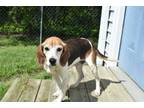 Adopt Lance a Beagle