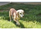 Adopt Leroy III a Beagle