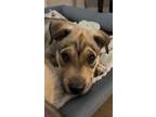 Adopt Howie a Husky, Mixed Breed