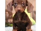 Dachshund Puppy for sale in Crawford, CO, USA