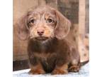 Dachshund Puppy for sale in Crawford, CO, USA