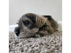 Schnauzer (Miniature) Puppy for sale in Murfreesboro, TN, USA