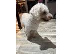 Adopt Rio a Poodle, Mixed Breed