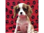 Cavalier King Charles Spaniel Puppy for sale in Rudolph, OH, USA