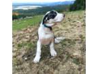 Great Dane Puppy for sale in Madera, CA, USA