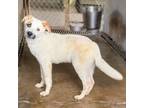 Adopt Tostito a Shepherd