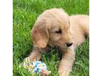 Golden Retriever Puppy for sale in Millersburg, IN, USA