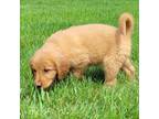 Golden Retriever Puppy for sale in Millersburg, IN, USA