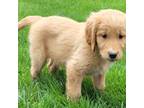 Golden Retriever Puppy for sale in Millersburg, IN, USA