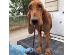 Adopt Lorax a Bloodhound