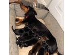 Dachshund Puppy for sale in Richmond, VA, USA