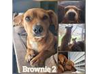 Adopt Brownie 2 a Mixed Breed