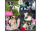 Adopt Pip a Mixed Breed