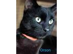 Adopt Orson a Domestic Short Hair