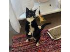 Adopt Sushi - Loving, Velcro Kitty! a Domestic Short Hair