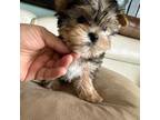 Yorkshire Terrier Puppy for sale in Berwyn, IL, USA