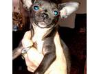 Chihuahua Puppy for sale in Sebring, OH, USA