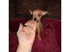 Chihuahua Puppy for sale in Sebring, OH, USA