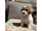 Poodle (Toy) Puppy for sale in Centralia, IL, USA