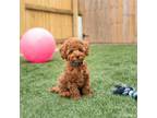 Poodle (Toy) Puppy for sale in Centreville, MI, USA