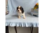 Cavalier King Charles Spaniel Puppy for sale in Mount Pleasant, MI, USA