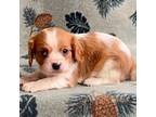 Cavalier King Charles Spaniel Puppy for sale in Mount Pleasant, MI, USA