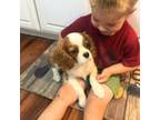 Cavalier King Charles Spaniel Puppy for sale in Verona, KY, USA