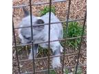 French Bulldog Puppy for sale in Broken Bow, OK, USA