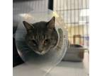 Adopt Silly Spooles a Domestic Short Hair