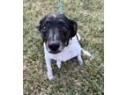 Adopt Mr Darcy a Rat Terrier