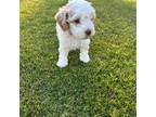 Miniature Labradoodle Puppy for sale in Nipomo, CA, USA