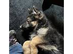 German Shepherd Dog Puppy for sale in Saginaw, MI, USA