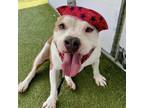 Adopt Tator a Pit Bull Terrier