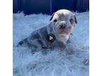 Olde Bulldog Puppy for sale in Litchfield Park, AZ, USA
